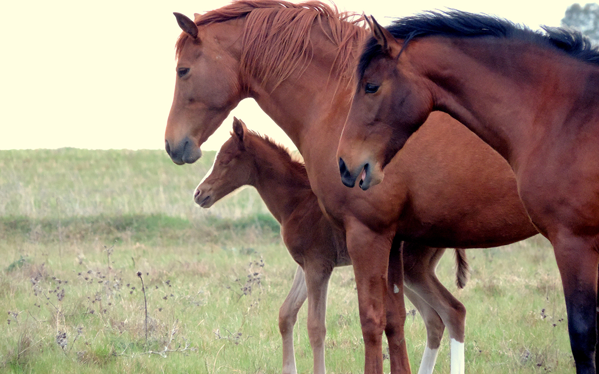 Ganadería Caballar BAYTHO 2016