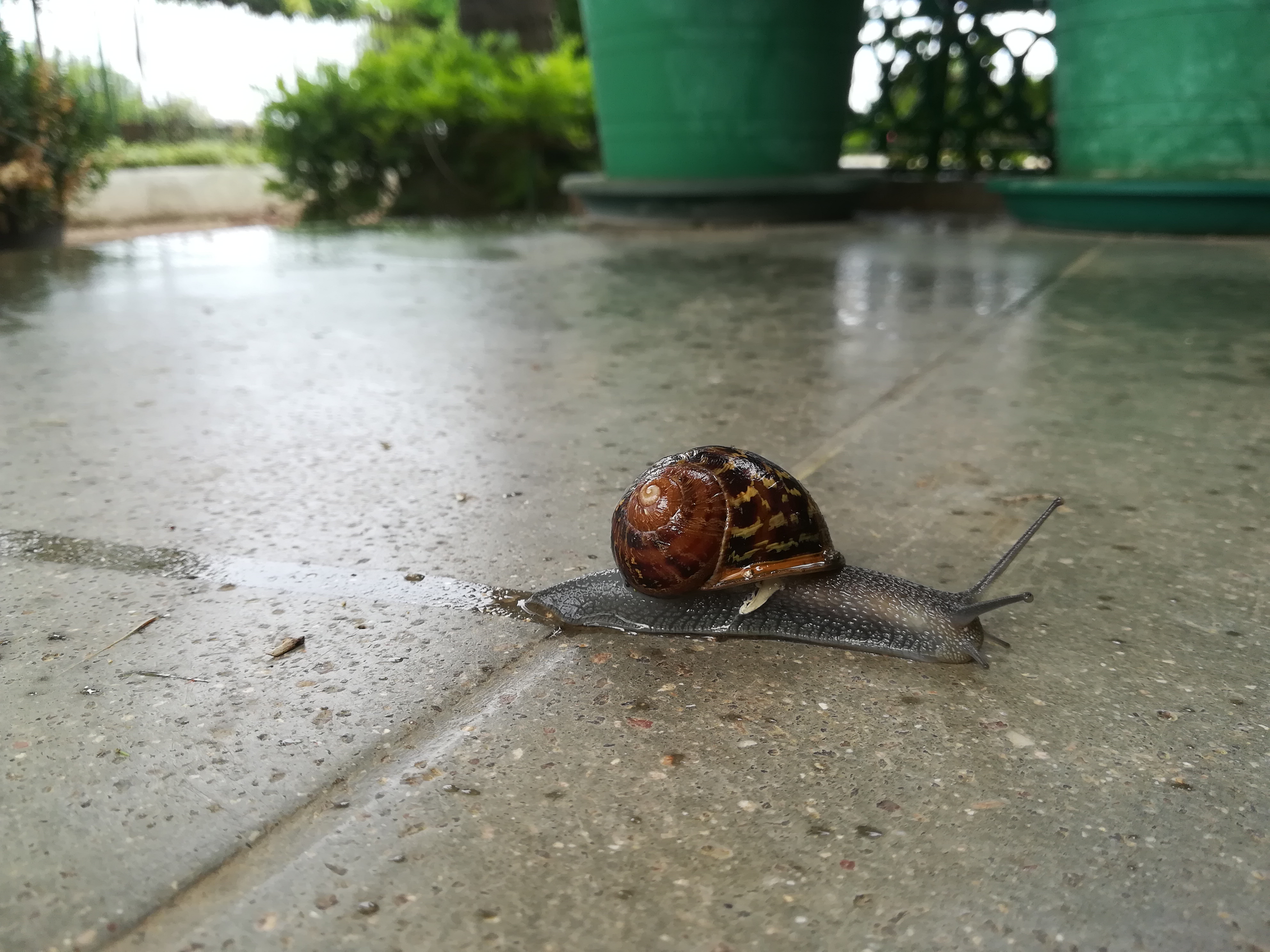 JdM, lento e incansable como el caracol