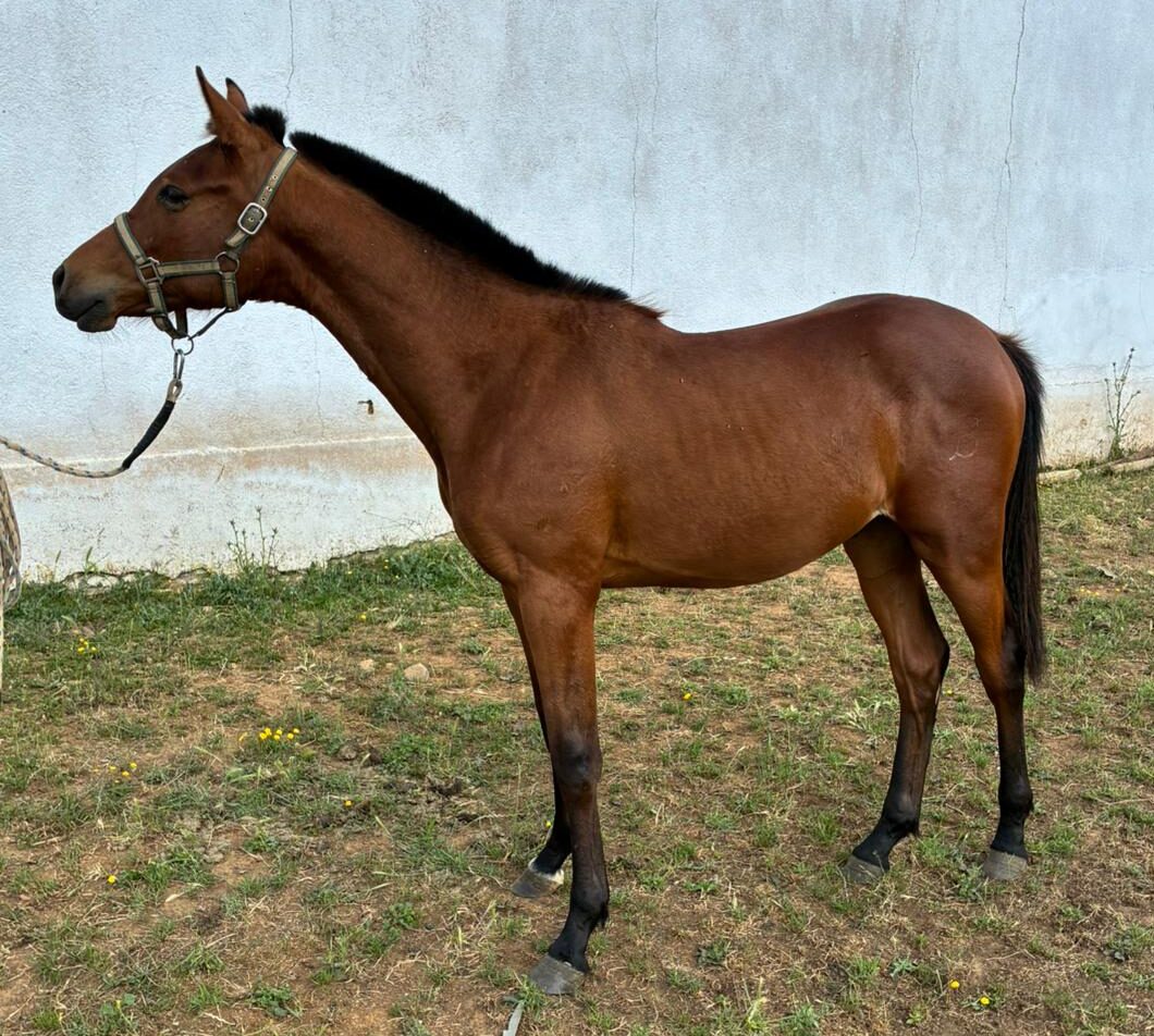 Fotos de Lahzarí